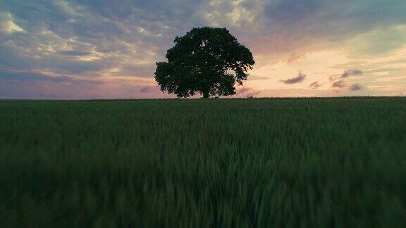 田野里的大绿树戏剧性的云彩和五颜六色的夕阳录像