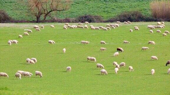 羊吃草一群羊在吃草