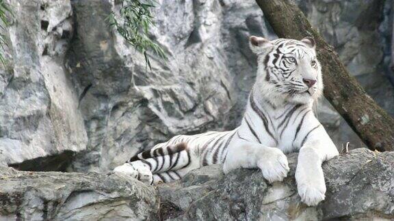 白虎睡在石头上