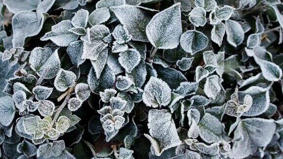 冰冻的叶子上覆盖着一层冰