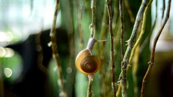 一场大雨过后一只小蜗牛正爬上一株野兰花