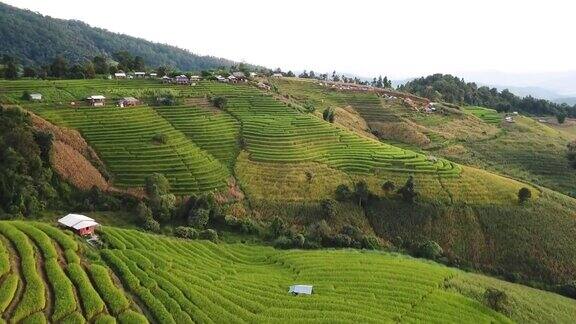 梯田稻田鸟瞰图绿色季节的东南亚农业