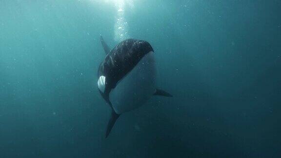 虎鲸正靠近镜头在水下吹泡泡拍摄的是慢动作