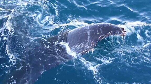 南极洲的鲸鱼