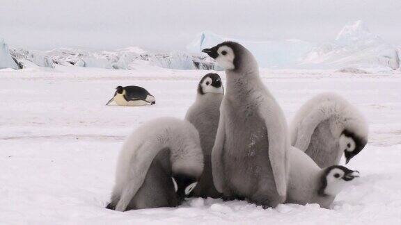 五只小企鹅