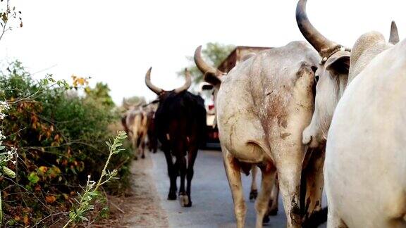 一群奶牛走在乡间小路上