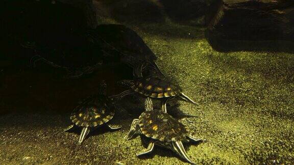 水龟水下
