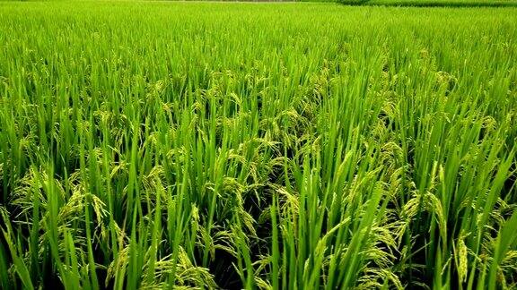 中国贵州的稻田