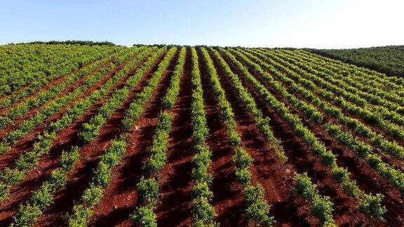 葡萄种植园在葡萄牙南部阿尔加维五月在葡萄牙阿尔加维鸟瞰图