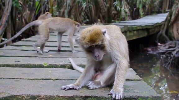 猴子生活在印度尼西亚南加里曼丹岛肯邦岛的天然森林中