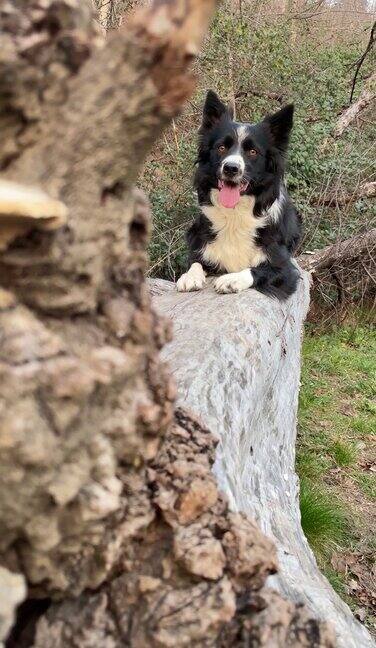 一只非常优雅的边境牧羊犬小狗正在一棵倒下的树干上摆姿势