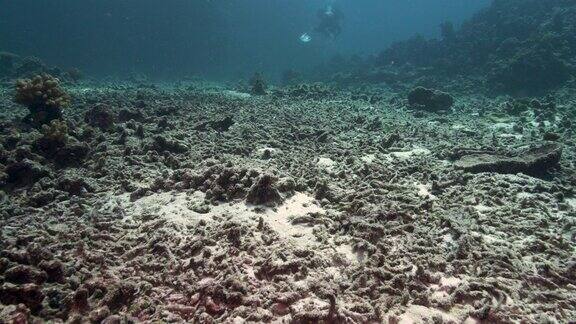 泰国西米兰群岛北角的水下珊瑚白化现象