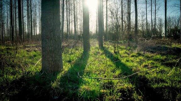 日出的剪影在森林里