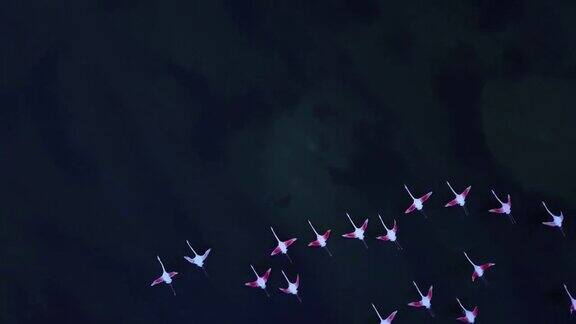 一群粉红色的野生火烈鸟在宁静的湖面上飞翔