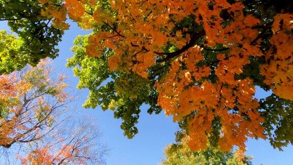 仰望初秋树叶颜色的变化