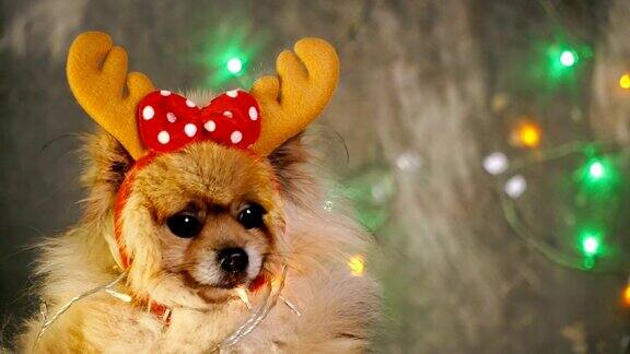 一只穿着新年礼服的狗波美拉尼亚的猎犬