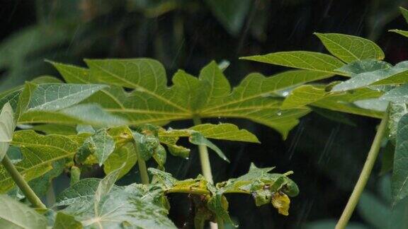 阵雨期间的热带花园雨淋湿木瓜叶子