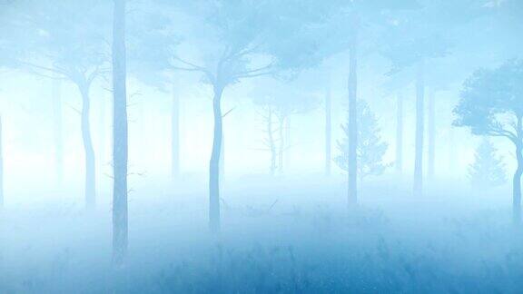 在黄昏或雾蒙蒙的夜晚松树林中有浓雾