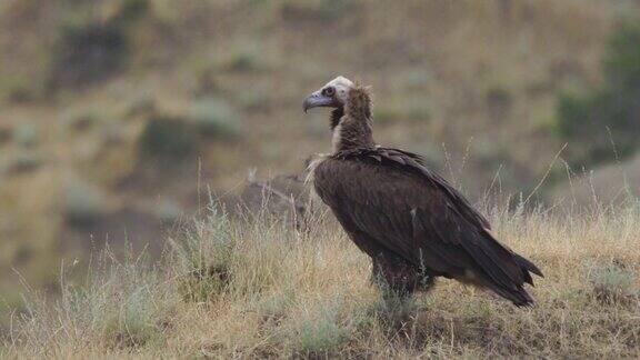 黑秃鹫(Aegypiusmonachus)-阿塞拜疆