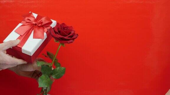 手正在玩礼盒和玫瑰在红色的背景男人在情人节或生日时给女人送礼物带红色蝴蝶结的节日礼品盒