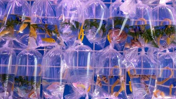 装在塑料袋里的金鱼在香港市场出售