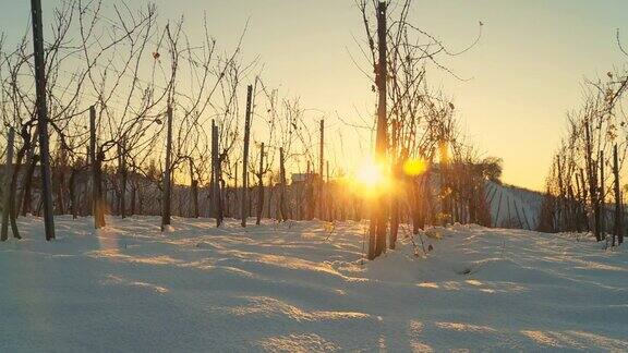HD多莉:日落在白雪覆盖的葡萄园