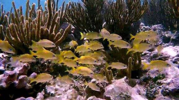一群年轻的黄色鲷鱼在加勒比海-阿库马尔湾-里维埃拉玛雅科苏梅尔金塔纳罗奥墨西哥