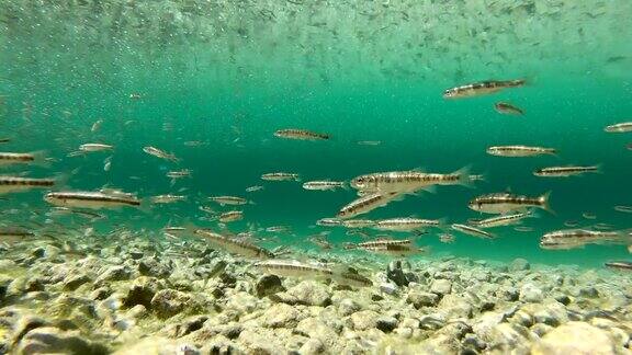 鲦鱼群在清澈的山湖PhoxinusPhoxinus生物指标群智能阿尔卑斯山水下上巴伐利亚4K