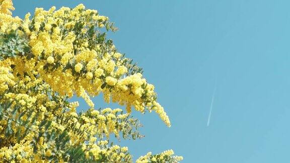 一种可爱的黄色含羞草在春天盛开