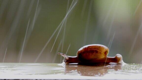 蜗牛在雨中行走