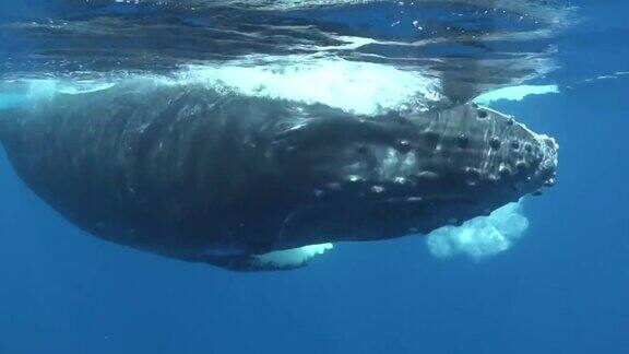 友谊潜水员与鲸鱼在太平洋水下