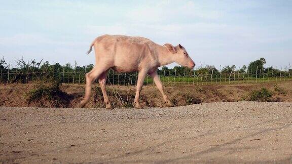 年轻的白化水牛走在乡间小路上