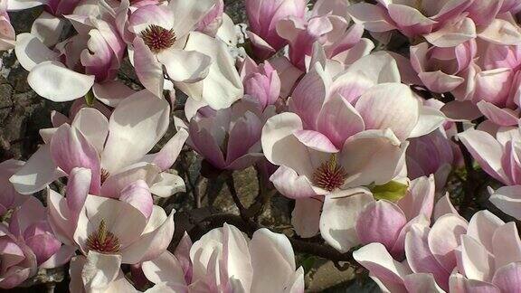 美丽的盛开的木兰树在春天