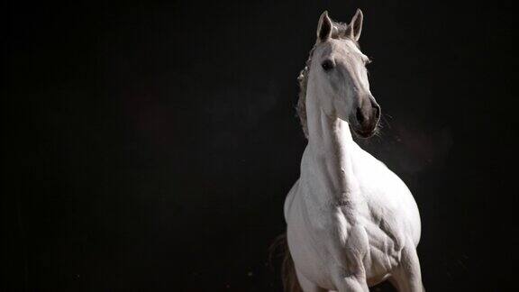 SLOMO白马在夜晚的竞技场奔跑