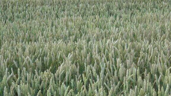 麦田小麦穗靠近草甸麦田成熟穗的背景丰收