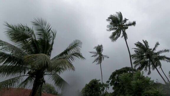 棕榈树吹在风热带风暴极端天气台风