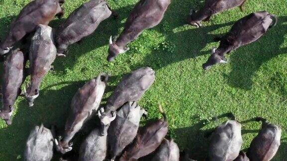 一群在草地上吃草的黑野牛