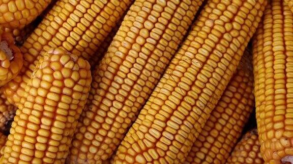 干玉米棒子特写农业农业动物的食物