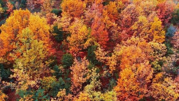 鸟瞰图的树木在秋天