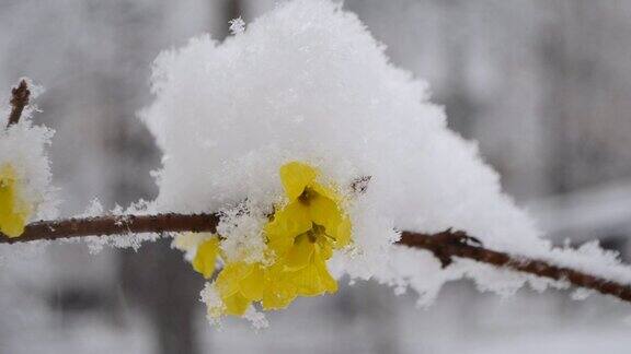春天下雪的时候黄花覆盖着一层雪