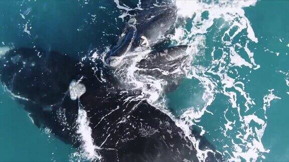 两只鲸鱼妈妈和幼崽在海面上休息-鸟瞰图