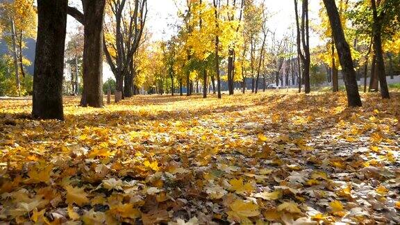在阳光明媚的日子里镜头穿过空旷的城市秋天公园黄色的枫叶躺在小路上美丽的秋天的风景观点慢动作POV