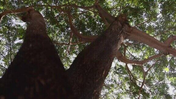 从低角度拍摄大树的4K视频慢镜头