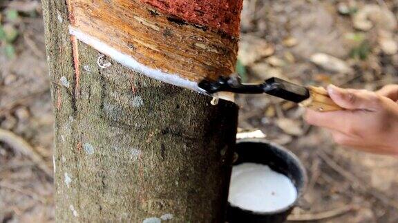 从天然橡胶树中提取乳胶