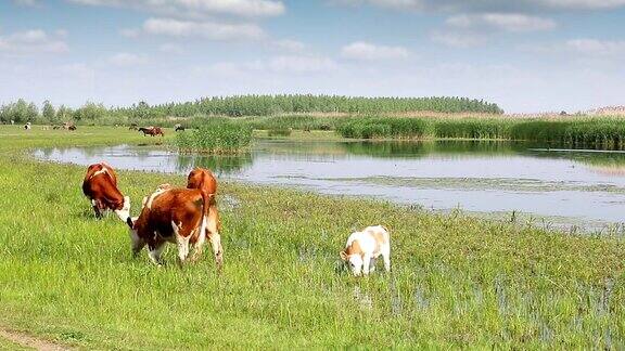 春季奶牛和小牛在河边的牧场上放牧