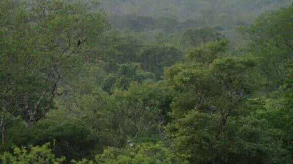 森林里密密的有一只巨嘴鸟在树林中飞翔