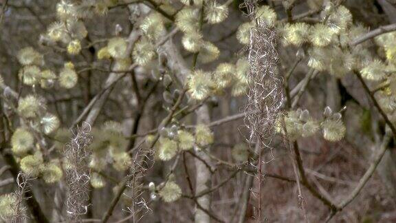 枯萎的植物和花朵在风中摇曳的柳树