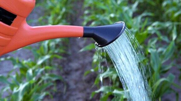 农民在田里给玉米浇水