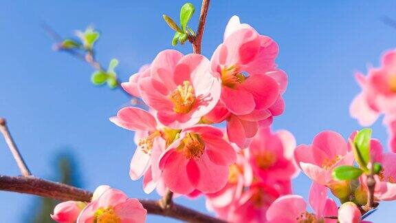 粉红色的樱花映衬着湛蓝的天空
