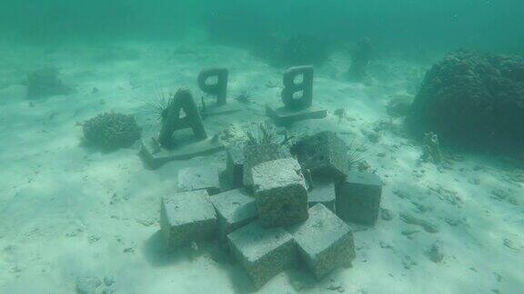 珊瑚生物潜水